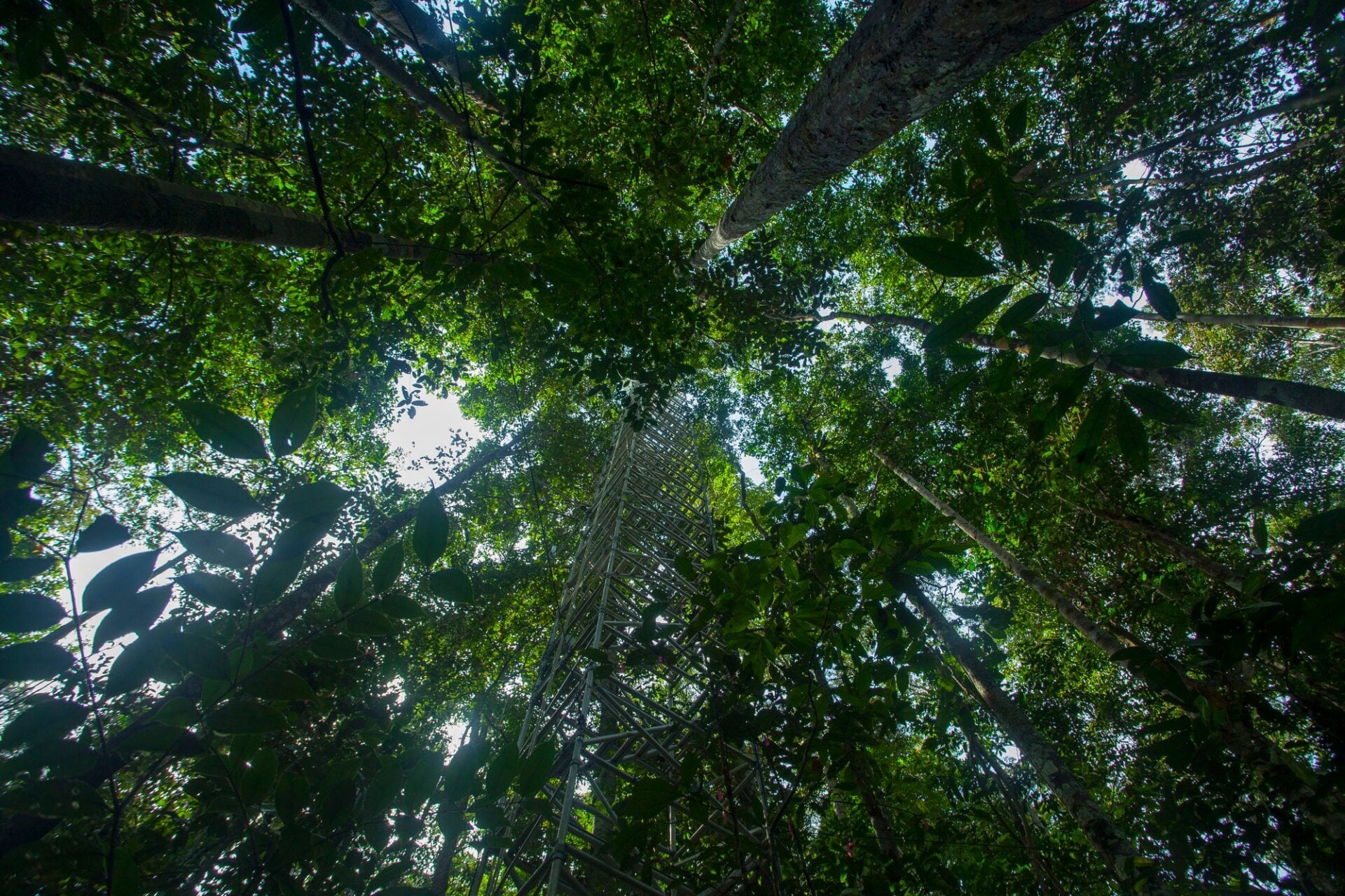 Photo: J. M. Rosa/AmazonFACE