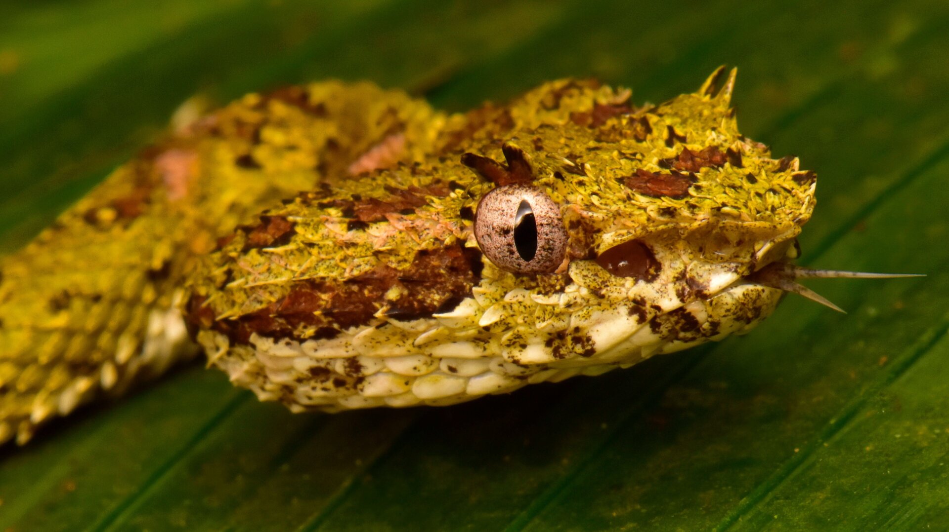 A venomous Eyelash Viper!
