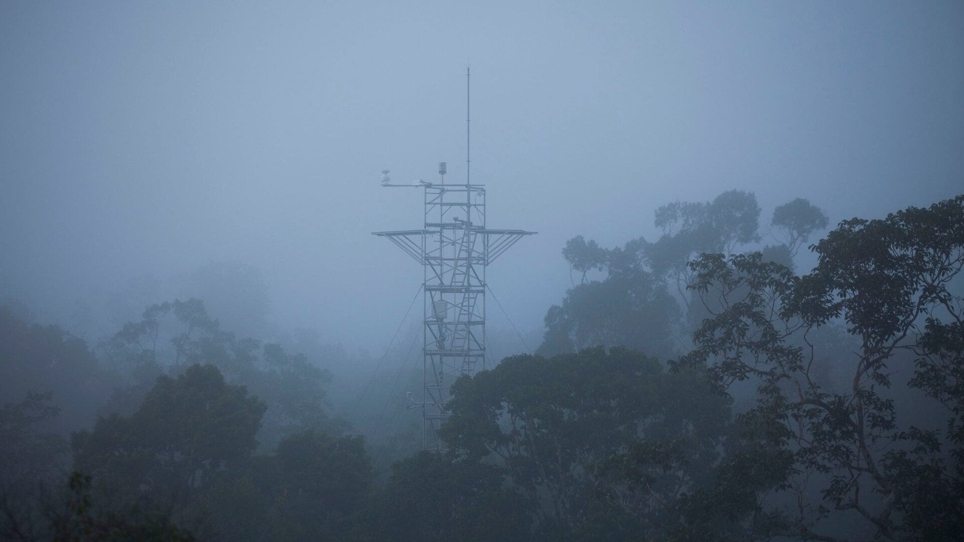 FACE technology has yet to be deployed in a tropical forest environment.