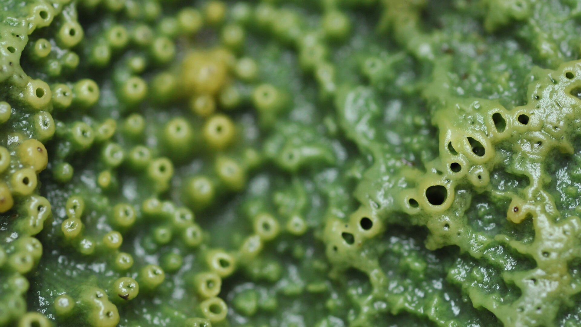 A close-up view of Halichondria panicea, or the breadcrumb sponge.