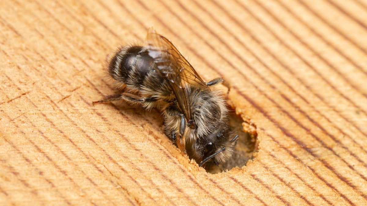 Osmia cornifrons, an introduced species, at biologist Colin Purrington's bee hotel.