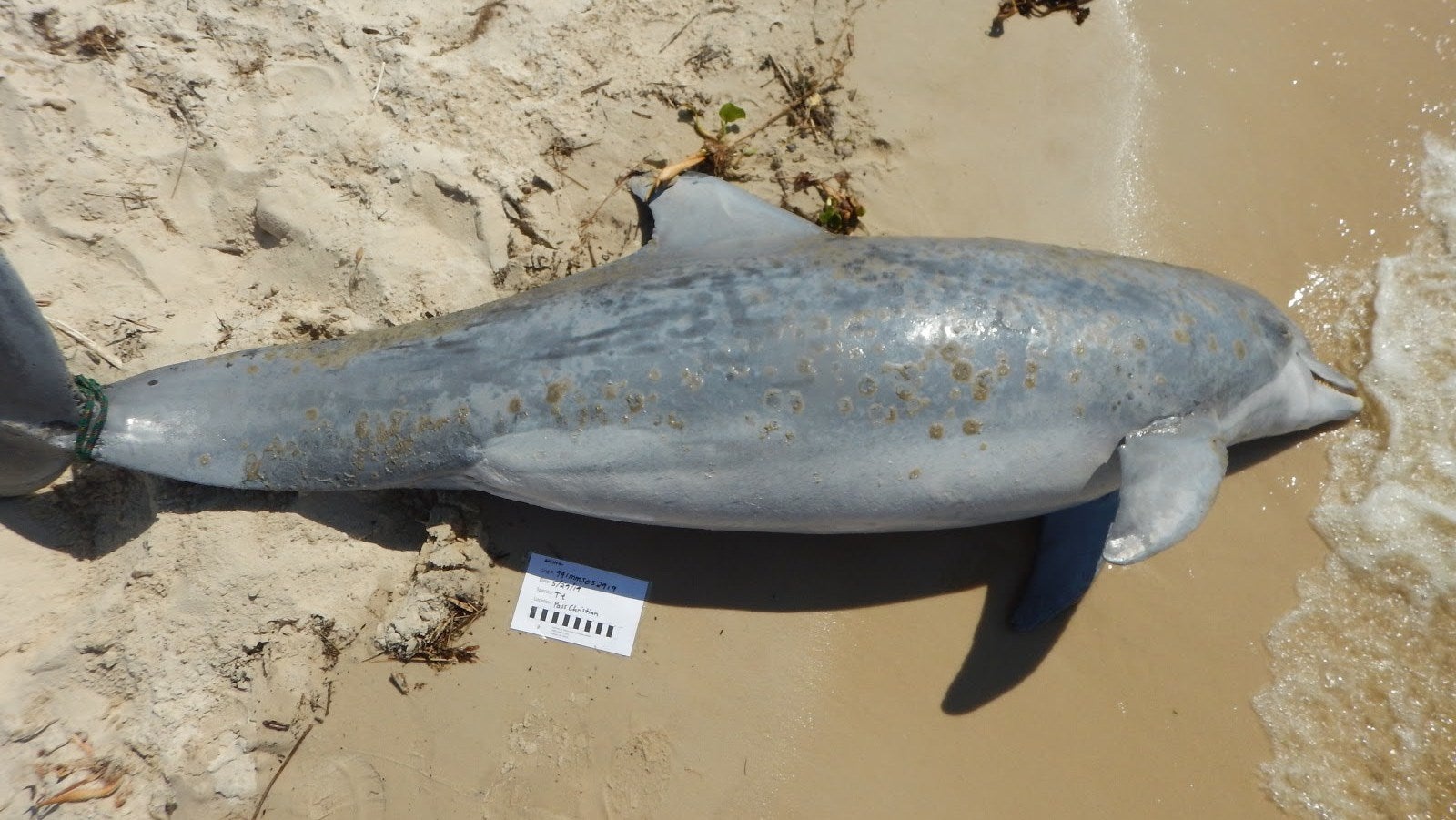 A stranded dolphin exhibited freshwater lesions.