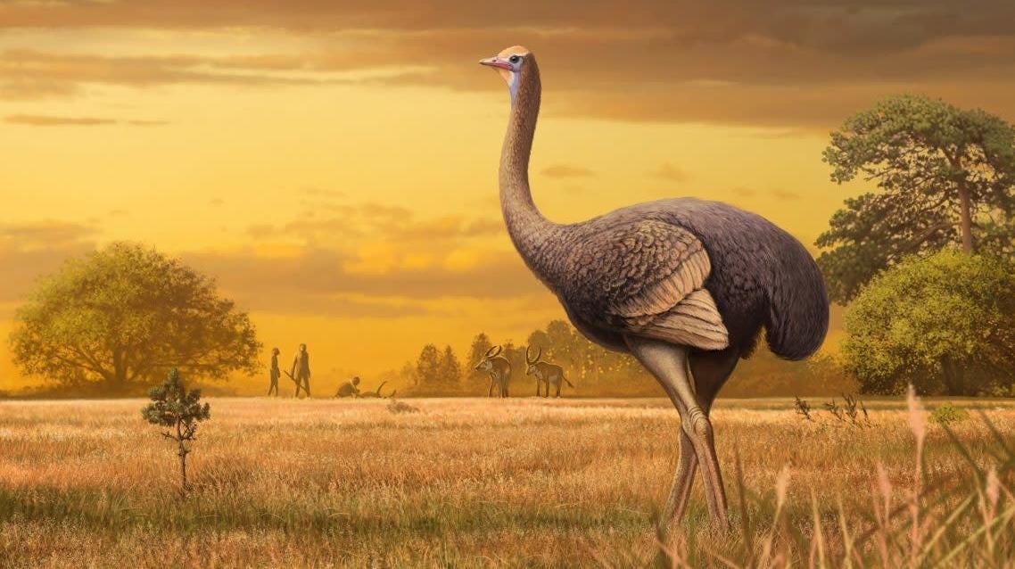 Artist’s impression of Pachystruthio dmanisensis, an unusually large bird that lived nearly 2 million years ago in Europe.