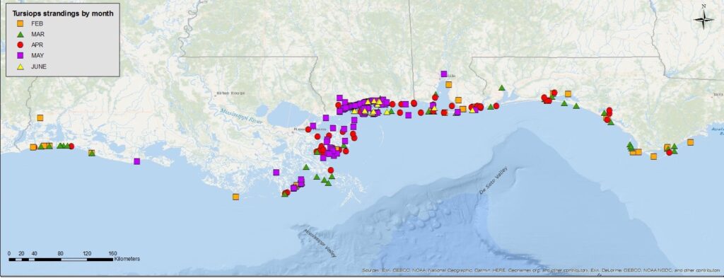 NOAA Investigates Surge in Dead Dolphins Along the Gulf Coast