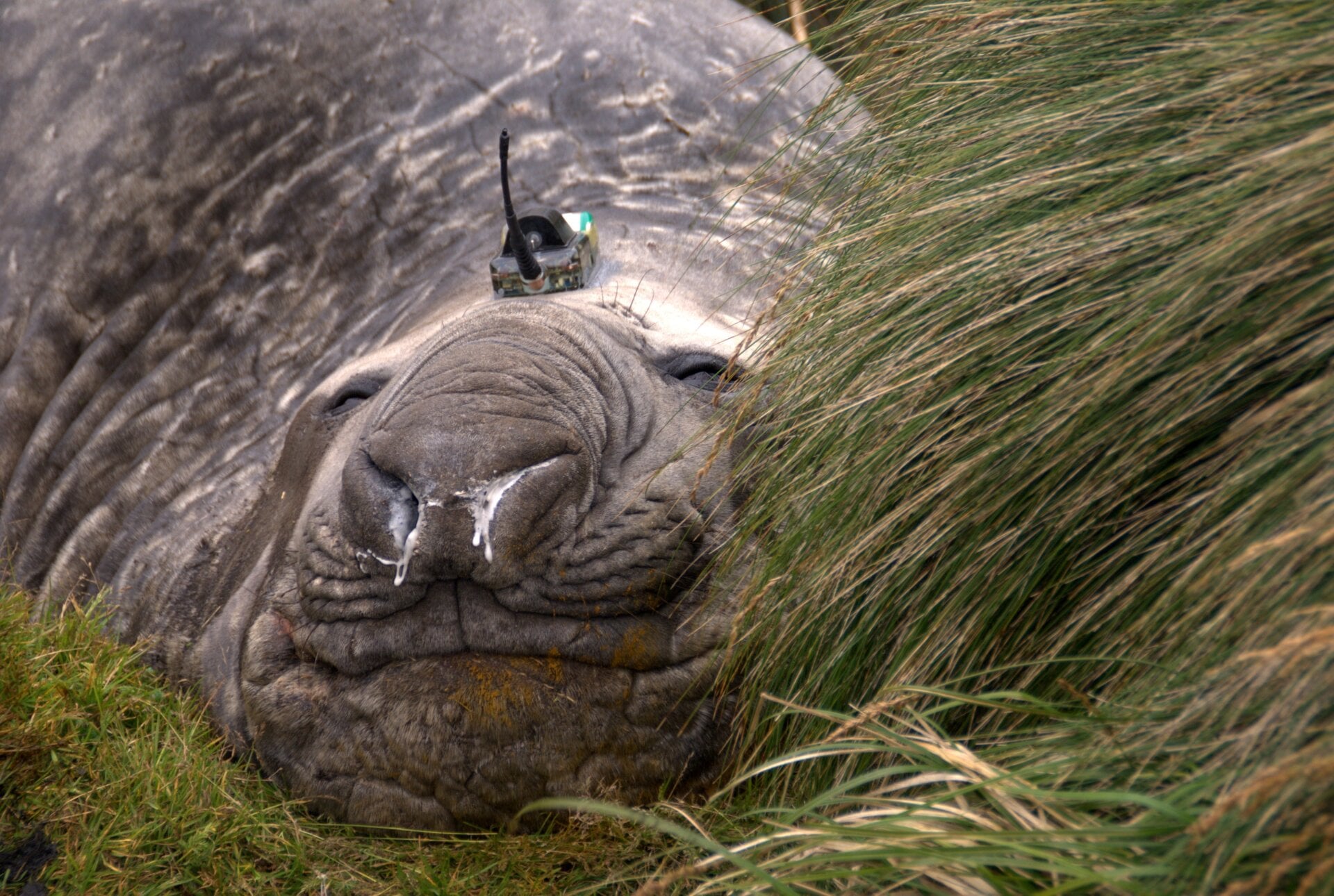 Photo: M. Hindell (IMAS, Australia