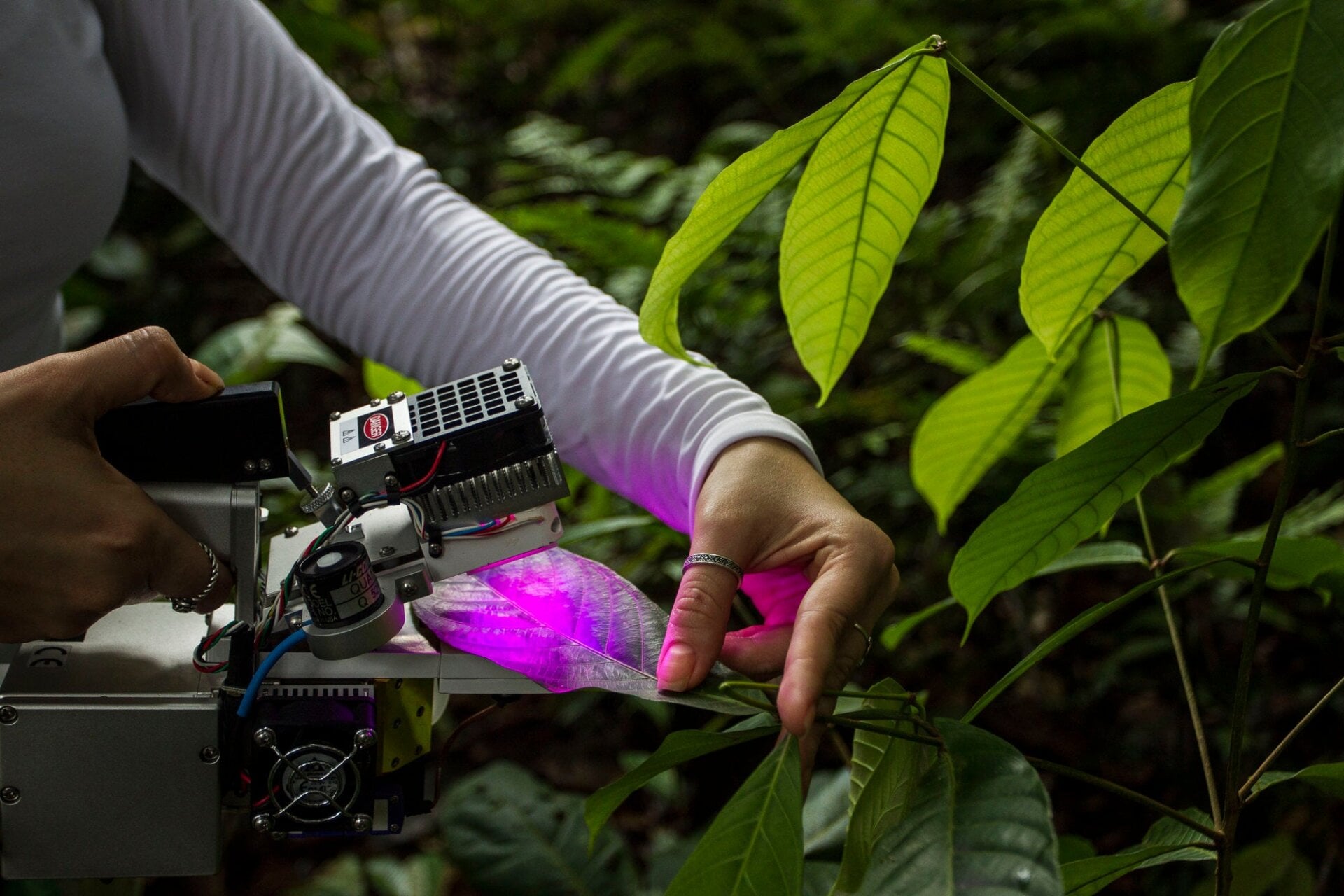 Photo: J. M. Rosa/AmazonFAC