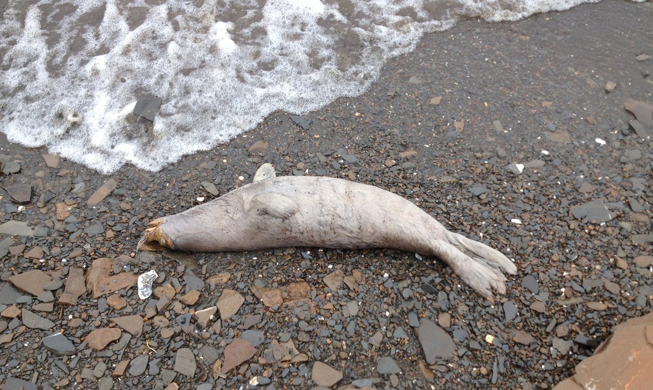 One of the seals found dead on May 7, 2019.