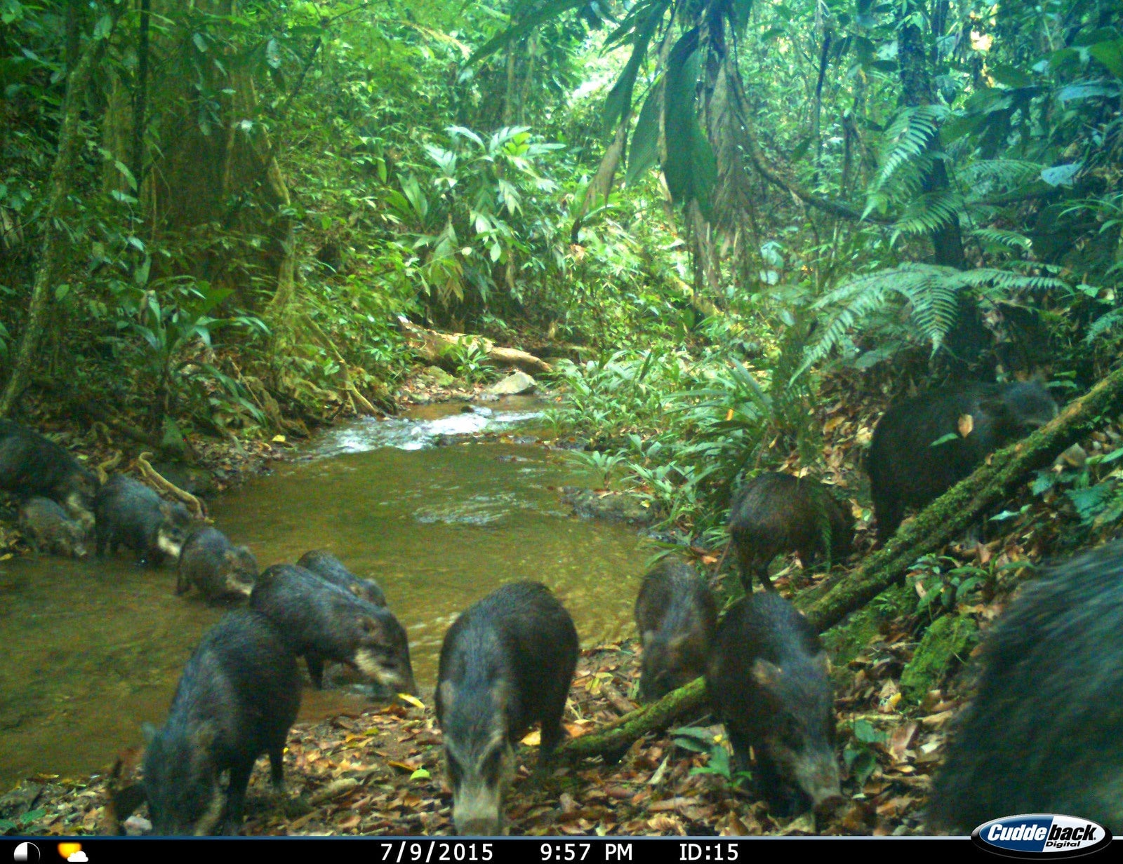 Photo: Travis King, John Polisar, Manfredo Turcios