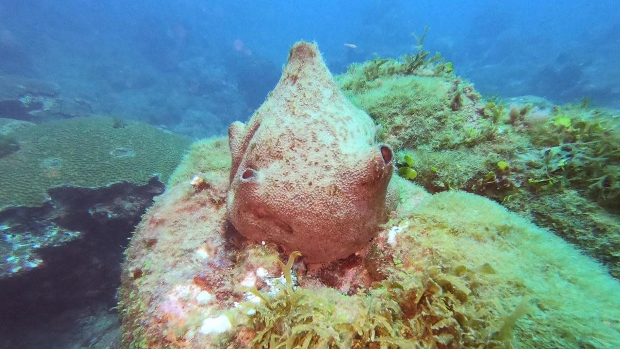 A taste of what the team found in the Corazones reef, which they discovered this year.