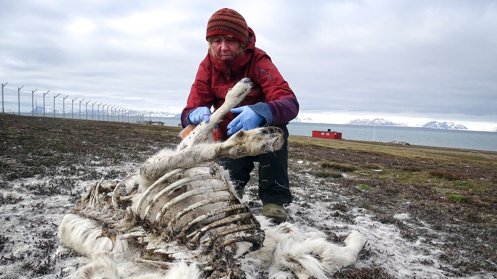 NPI researcher Åshild Ønvik Pedersen investigating reindeer remains.