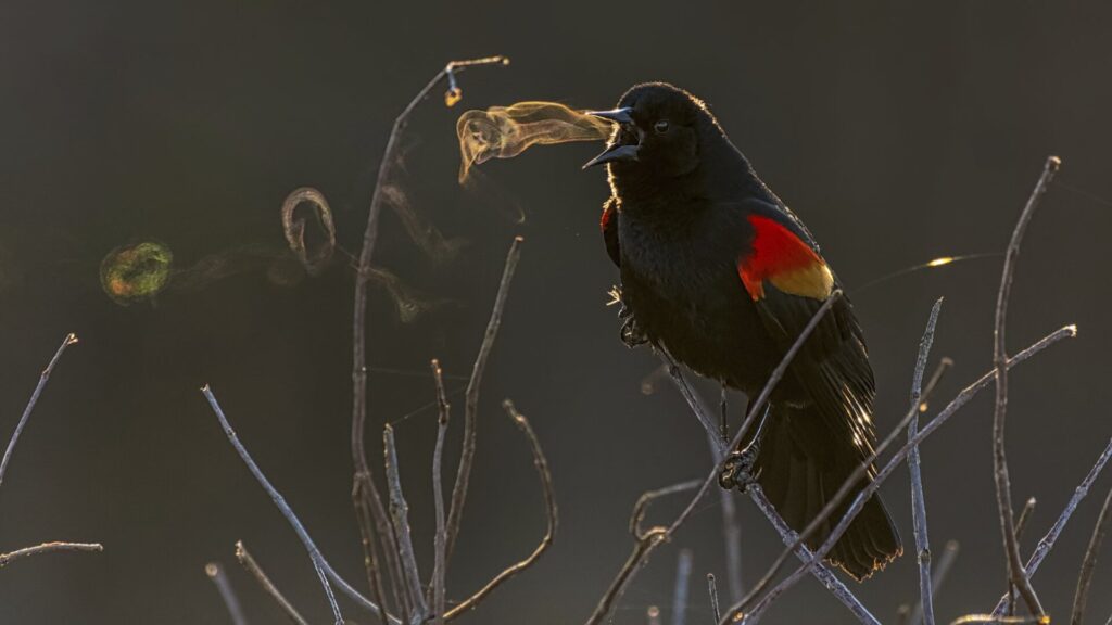 Photo: Kathrin Swoboda