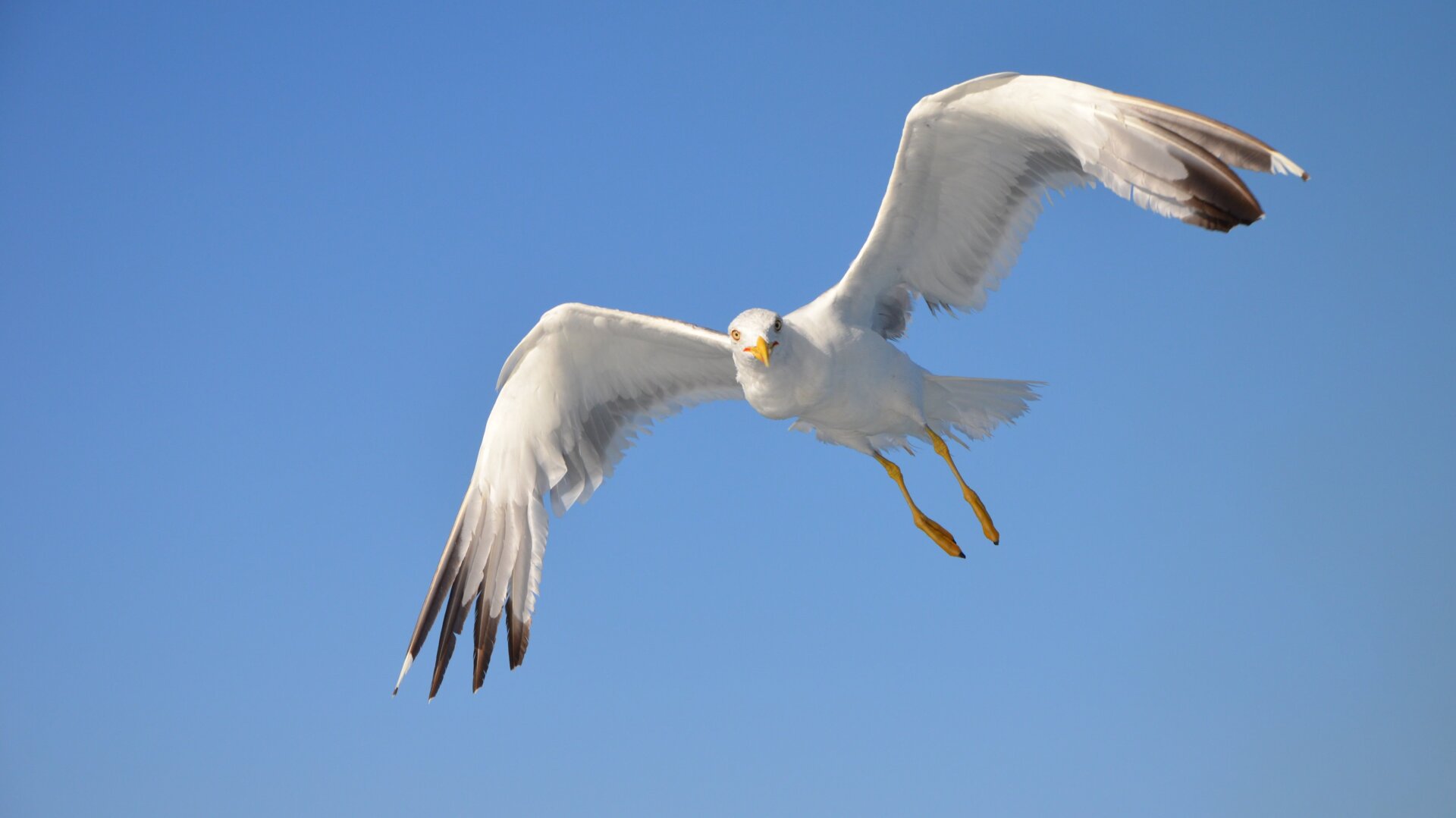 A yellow-legged gull in Italy.