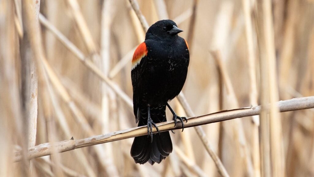 Photo: Ryan F. Mandelbaum