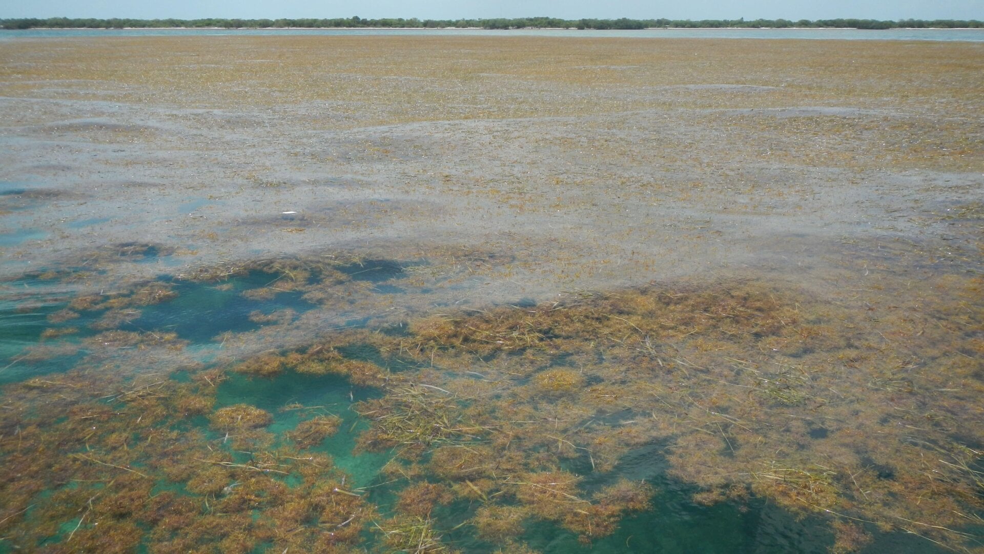 Sargassum off Big Pine Key in the Lower Florida Keys.
