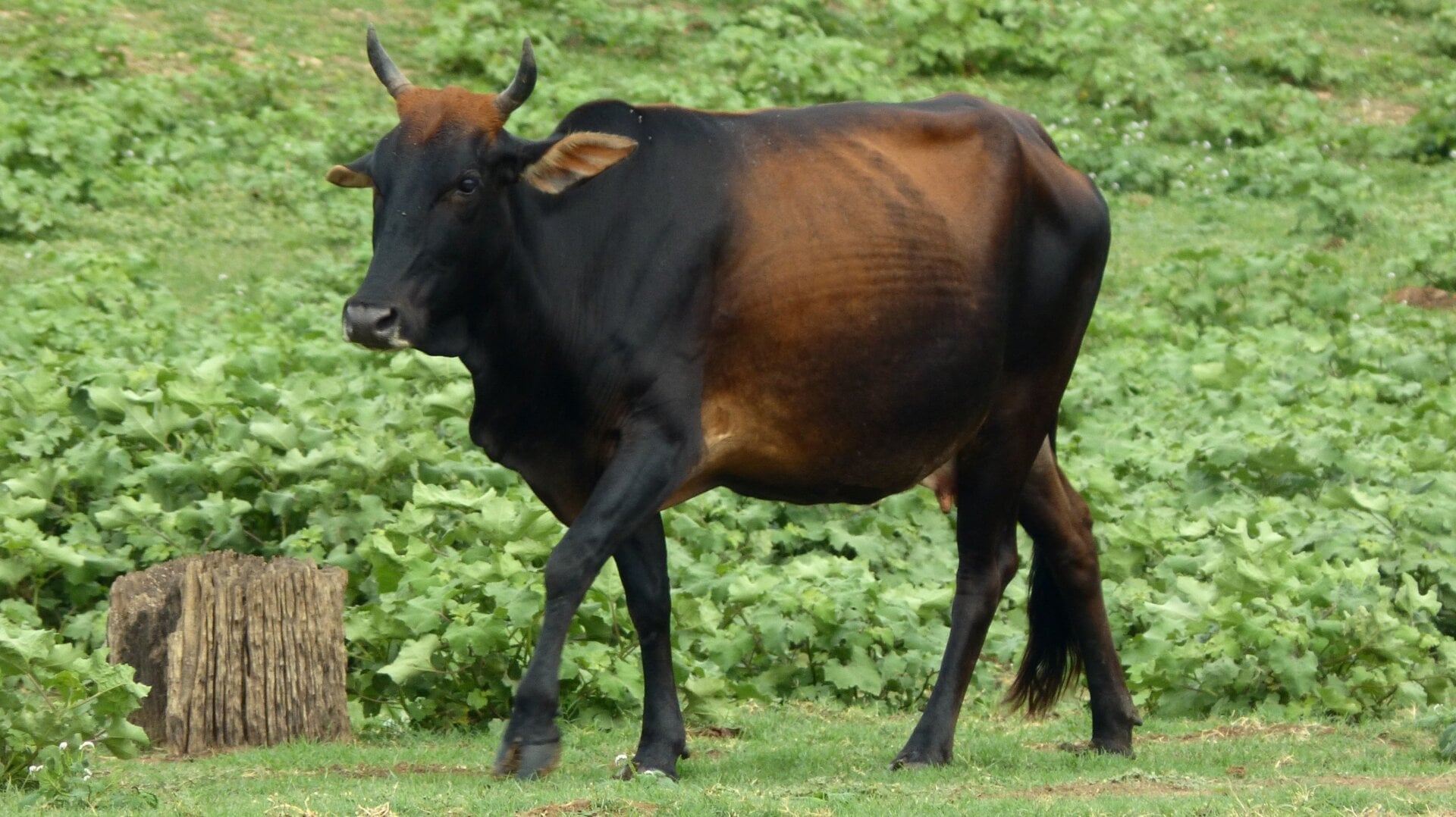 A modern-day female zebu in Sri Lanka.