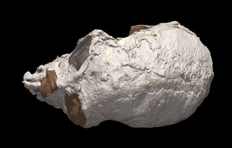 Gif: X. Ni/AMNH/MNHN