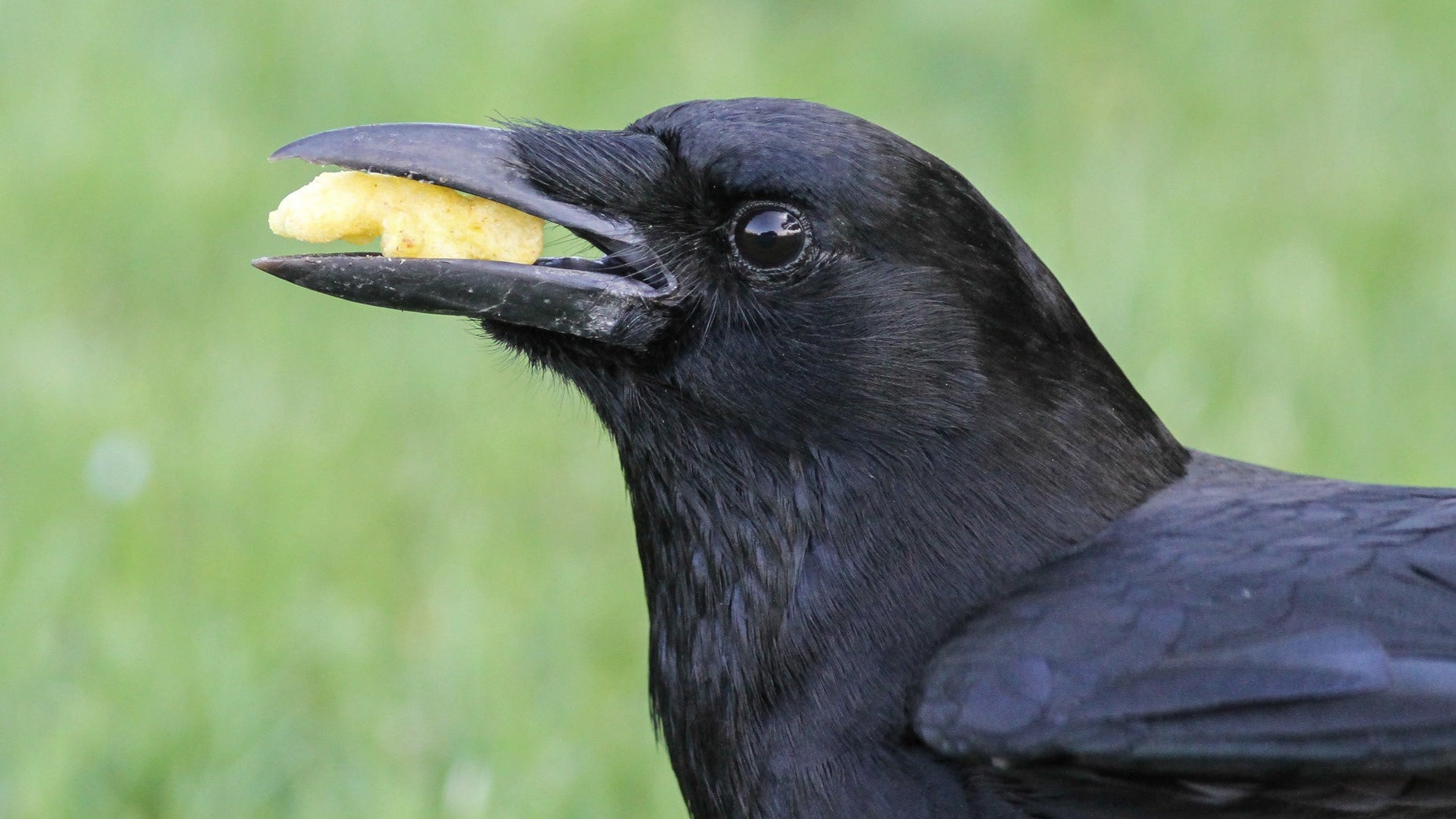 An American crow