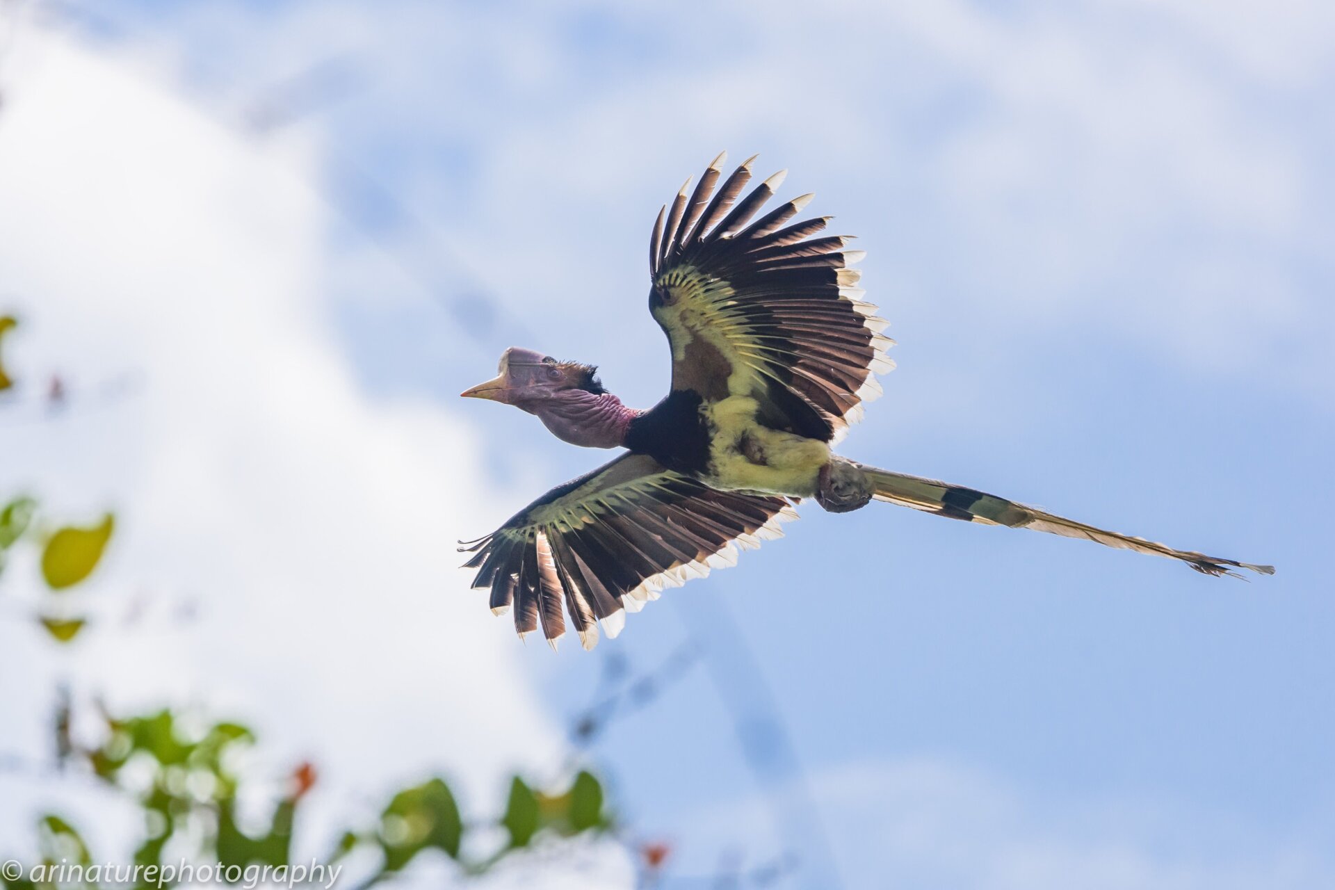 Photo: Arinaturephotography