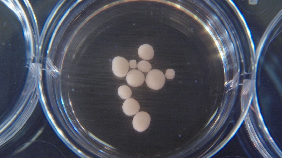 Photo: Trujillo et al., 2019, Cell Stem Cell