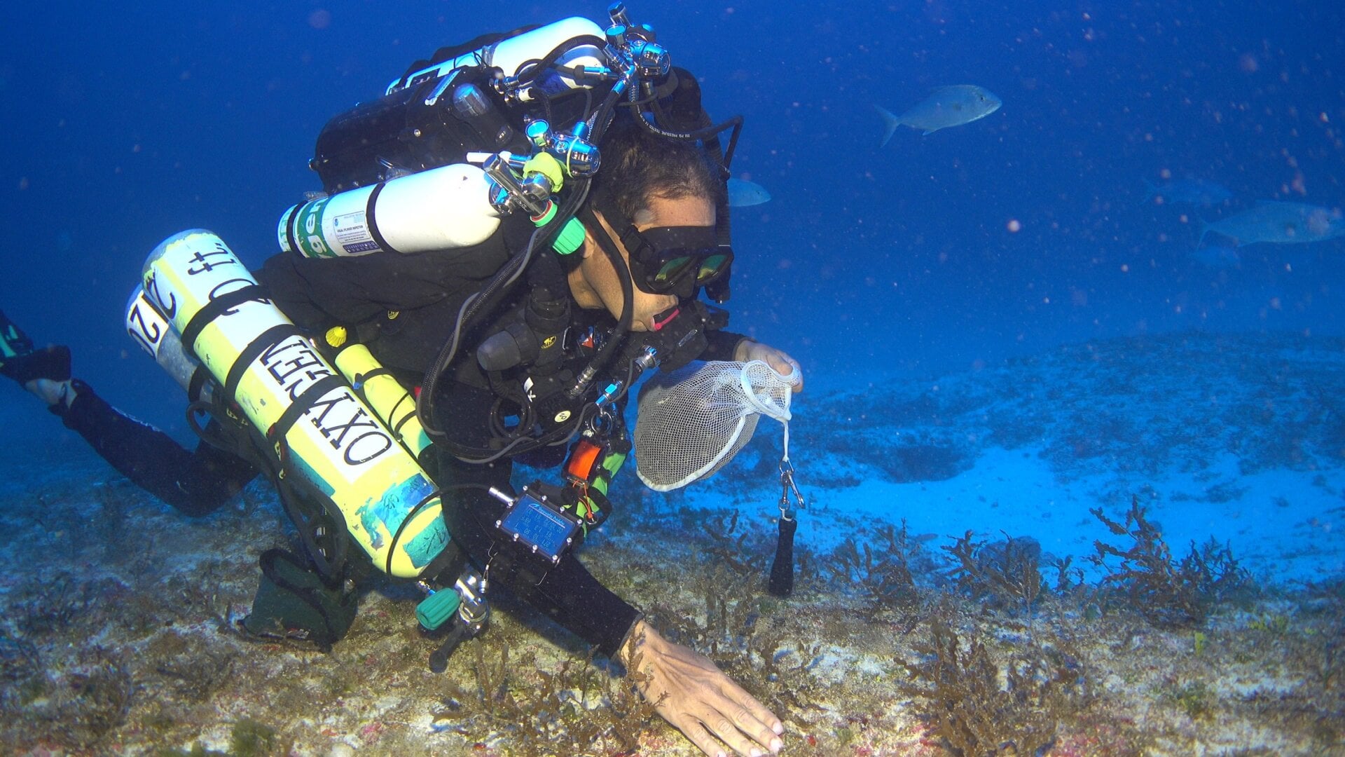 Photo: Rich Pyle/NOAA