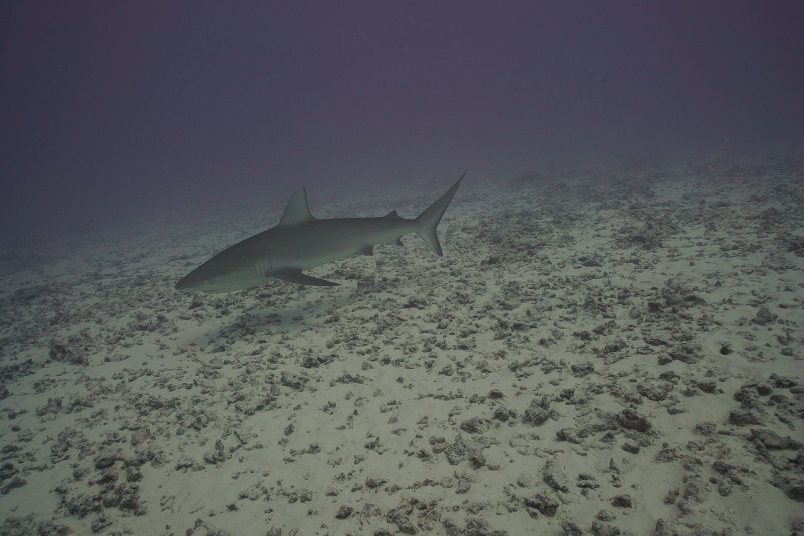 Photo: Kailey Pascoe/NOAA