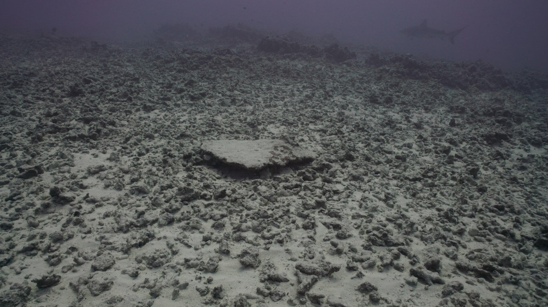 Heavily damaged coral reef at French Frigate Shoals after Hurricane Walaka