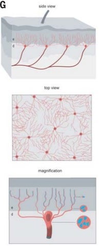 Illustration: Abdo, et al