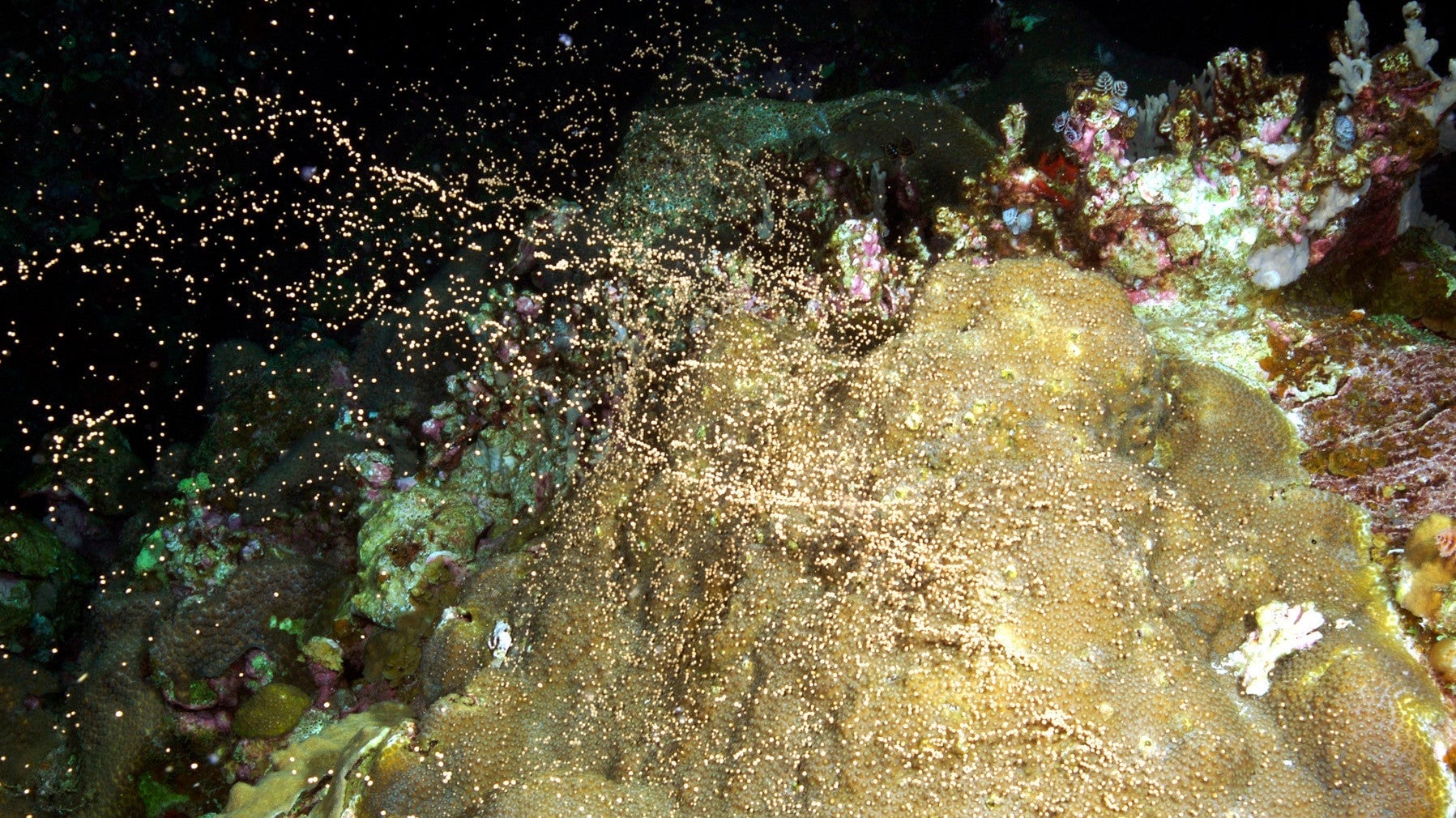 That’s how corals have sex.