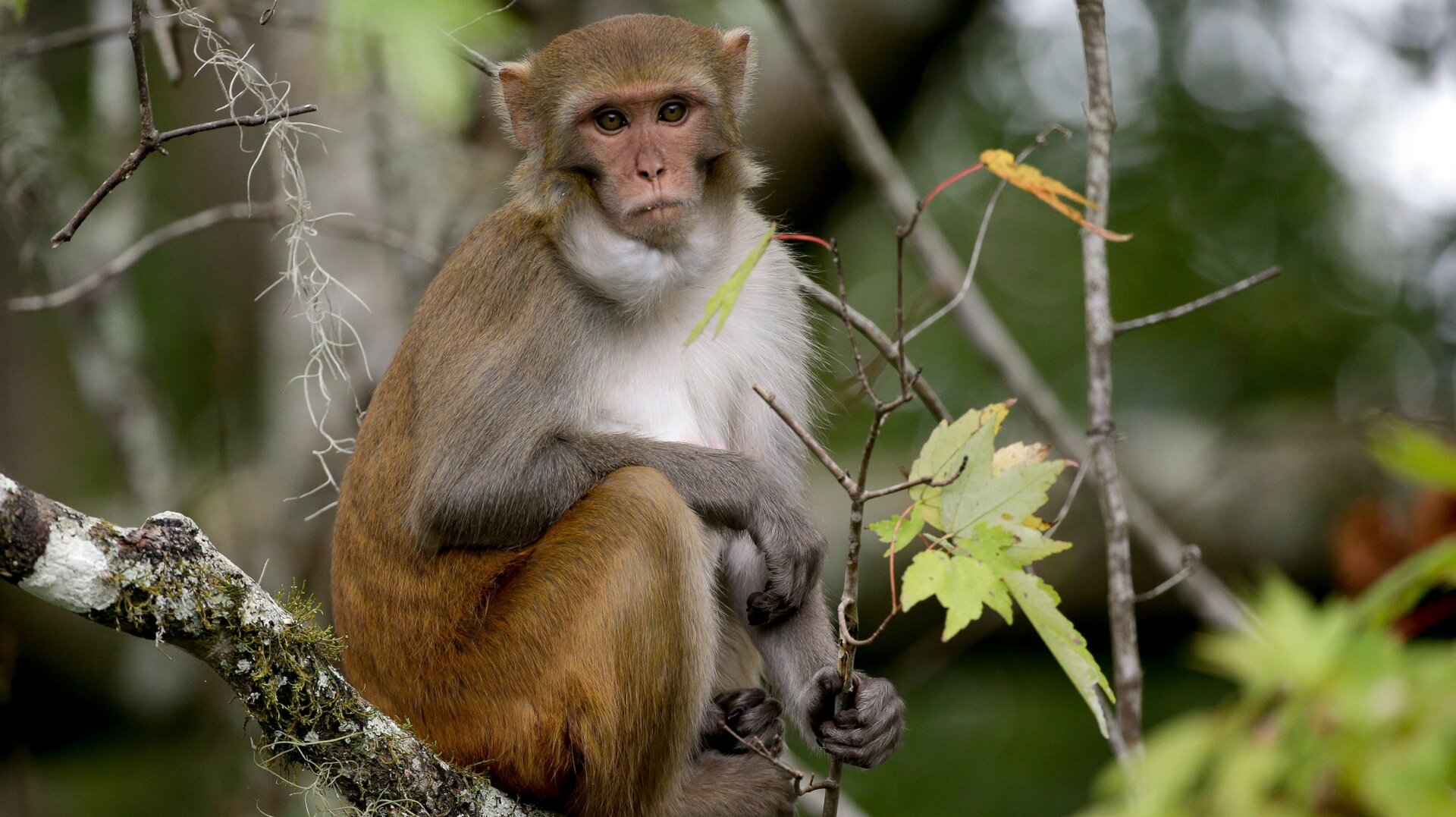 A Rhesus masque monkey.