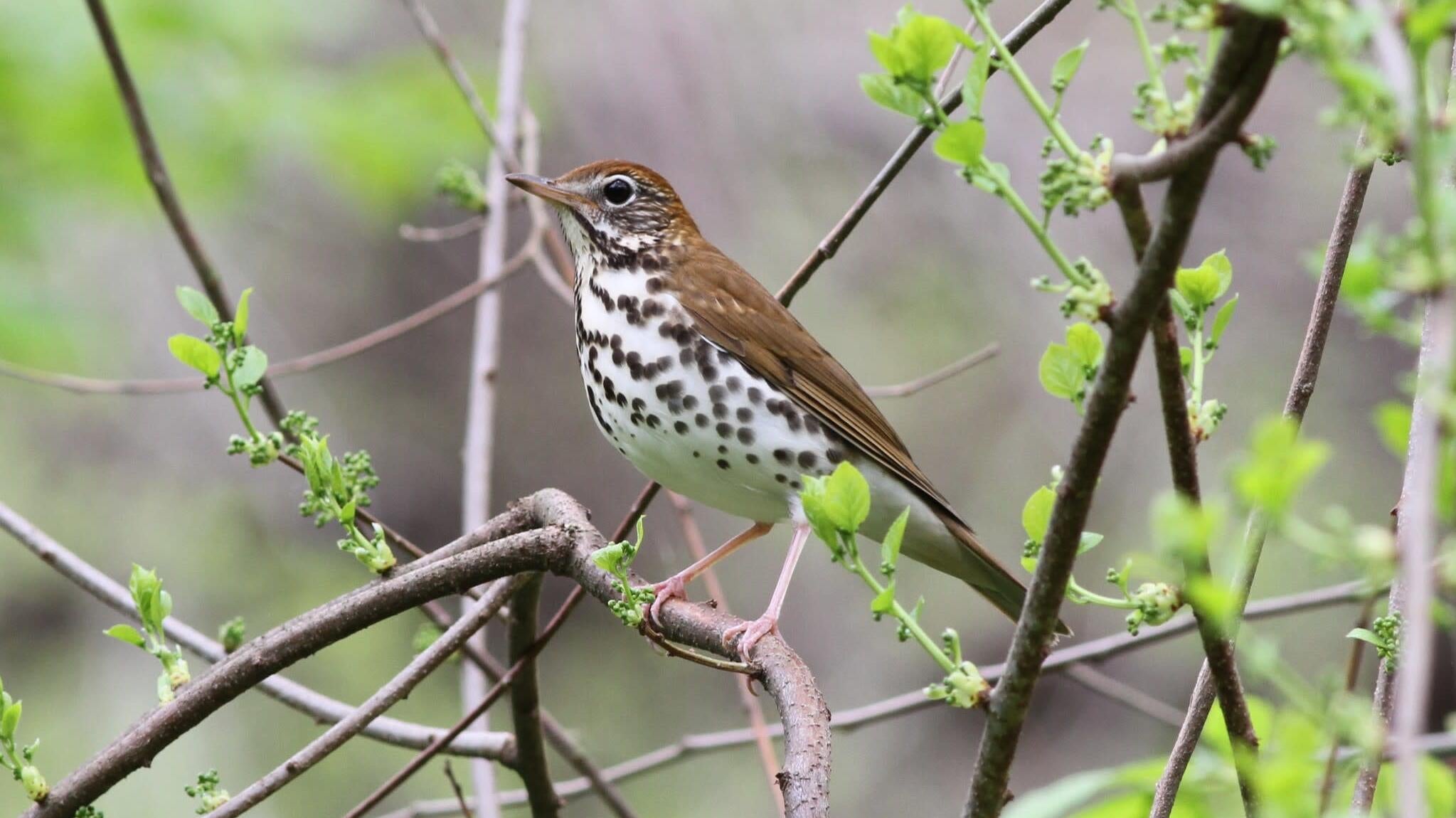 The wood thrush, a bird with an iconic song whose population has declined by 60 percent since the 1960s