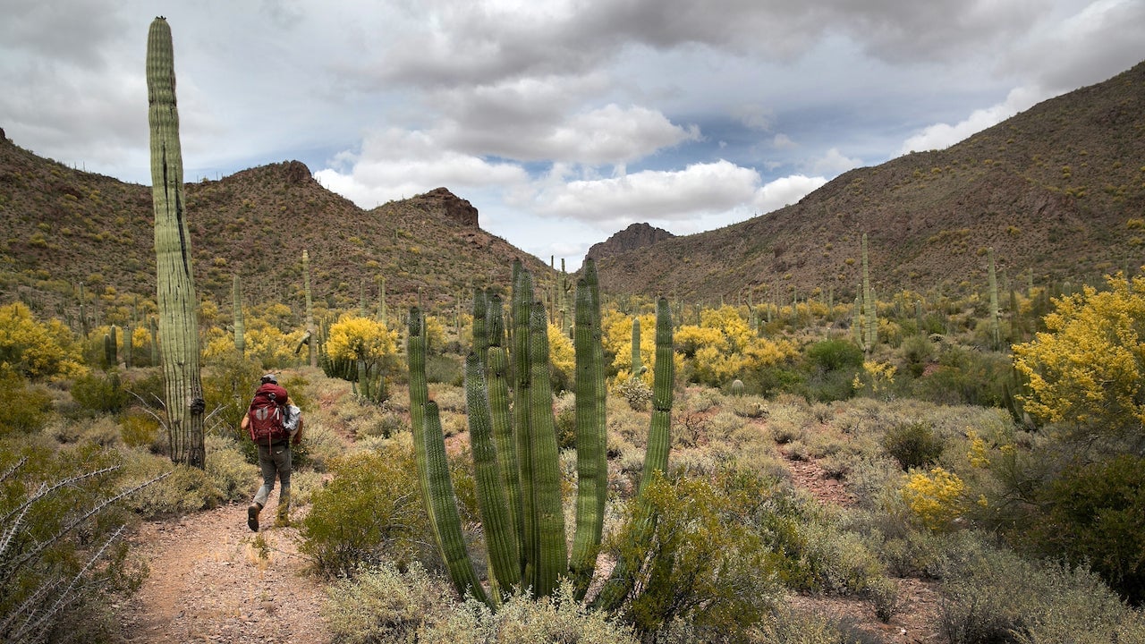 Organ Pipe Cactus National Monument near Ajo, Arizona on May 10, 2019