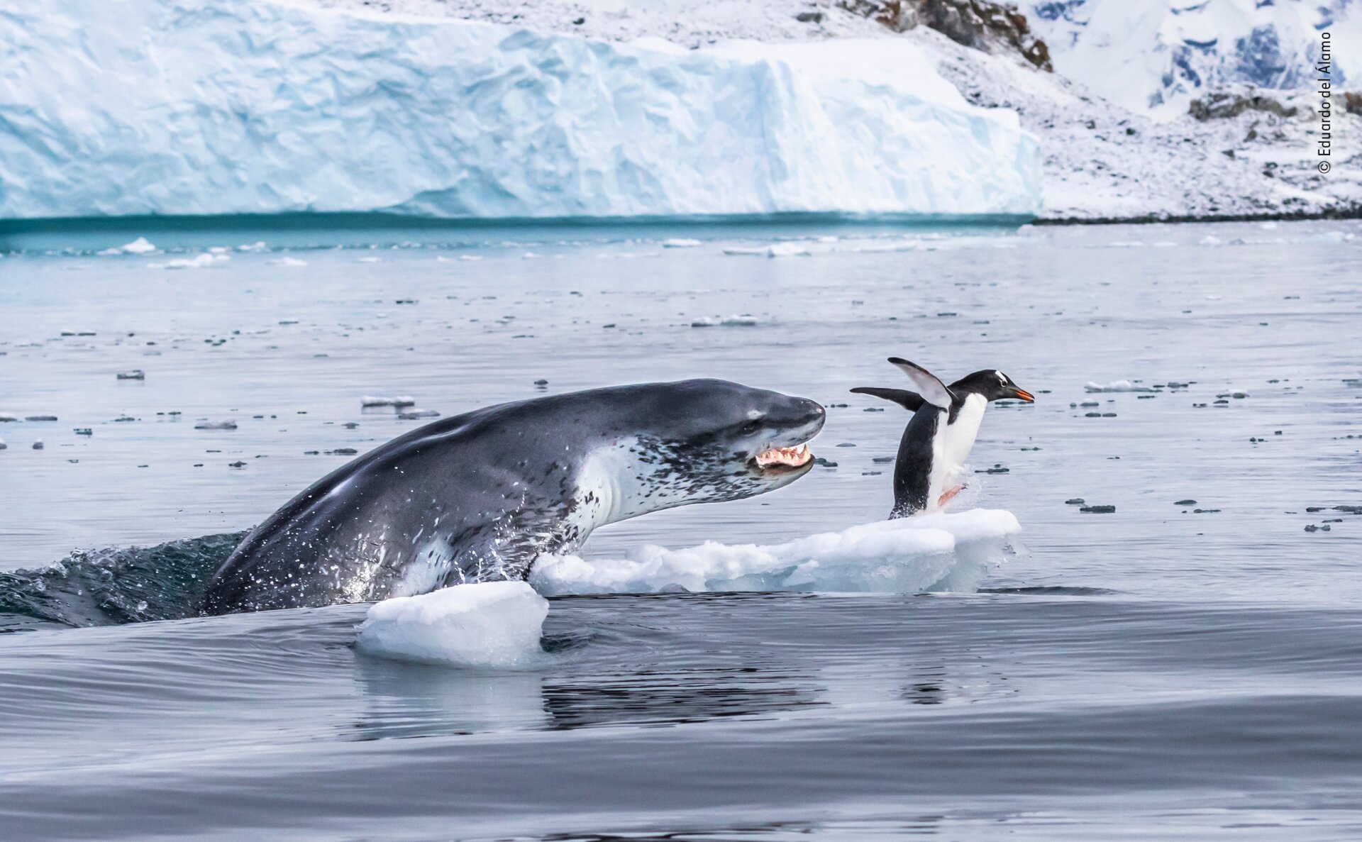 "If Penguins Could Fly:" A gentoo penguin flees for its life in response to an attacking leopard seal. The predator toyed with the penguin for around 15 minutes prior to finally ending its torment. 