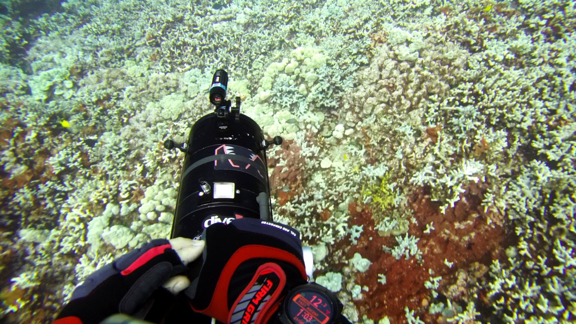 Bleaching in a coral reef in Papa Bay near Captain Cook, Hawaii, on September 13, 2019.
