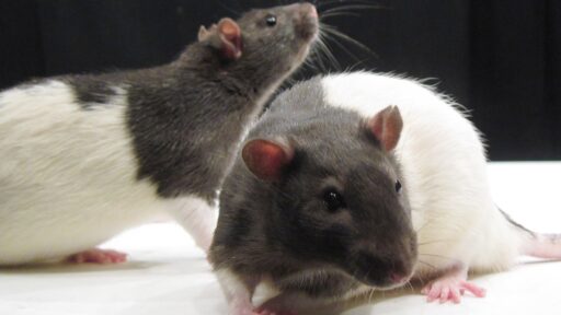 A Rat Study Finds that Acupuncture Can Treat Alcohol Addiction... in Rats