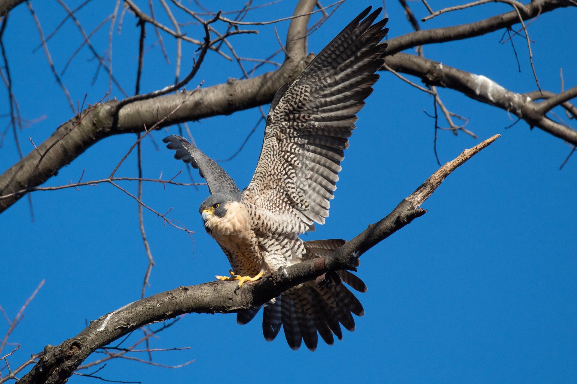 Photo: Ryan F. Mandelbaum