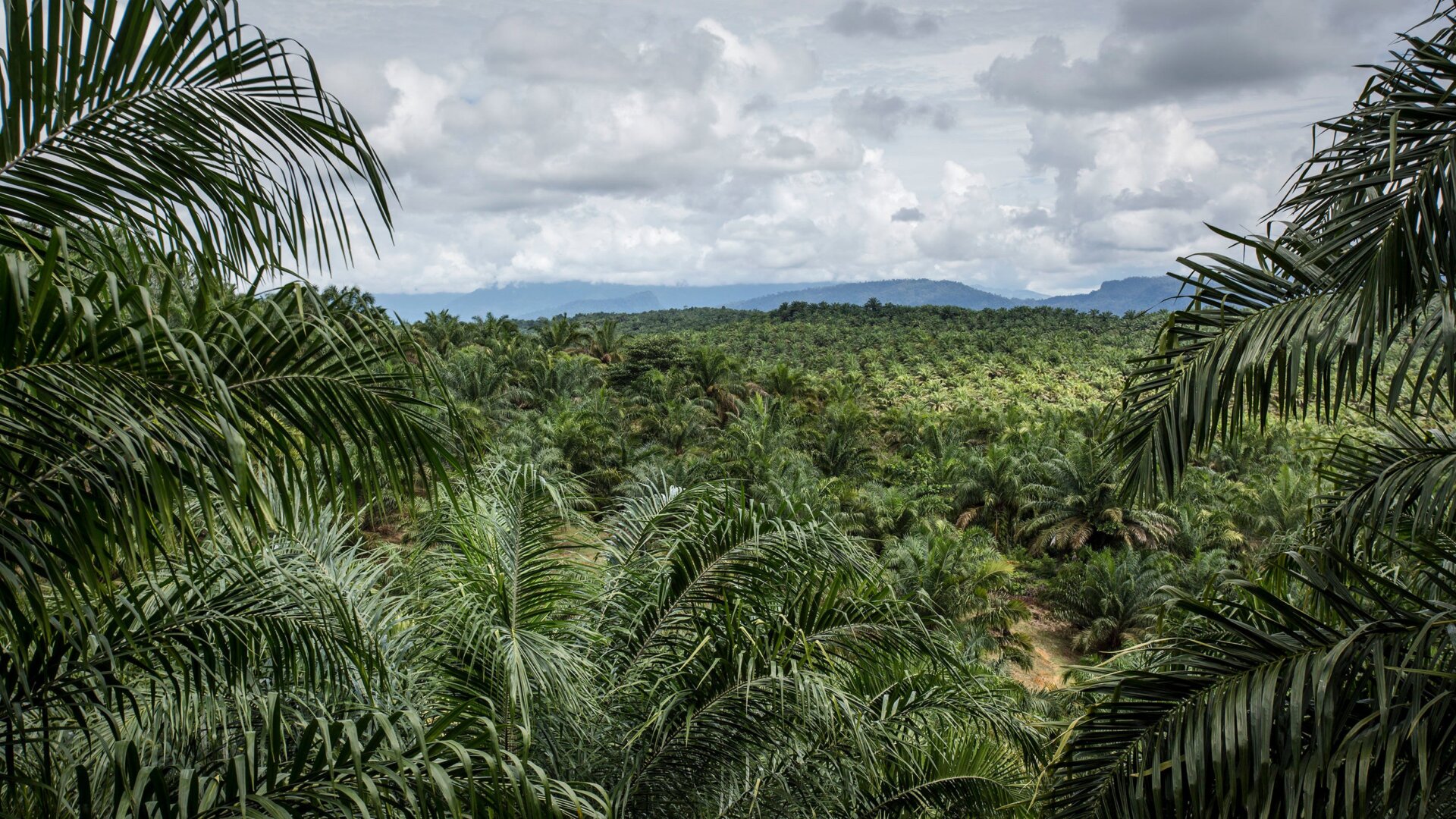 A palm oil plantation in Indonesia.