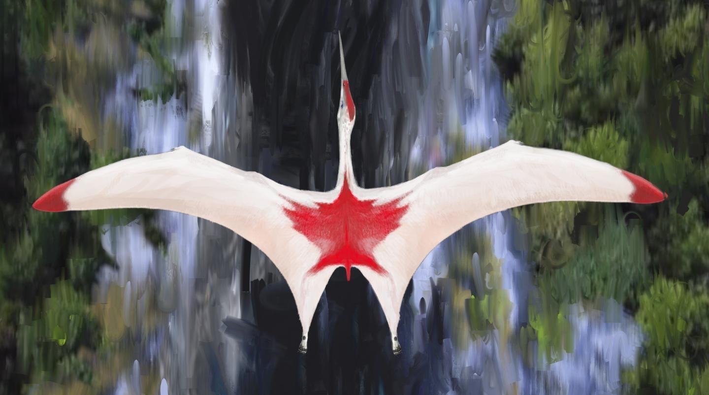 Artist’s depiction of Cryodrakon boreas, featuring Canadian colors in honor of where the fossils were found. The true colors of of the species aren’t actually known.