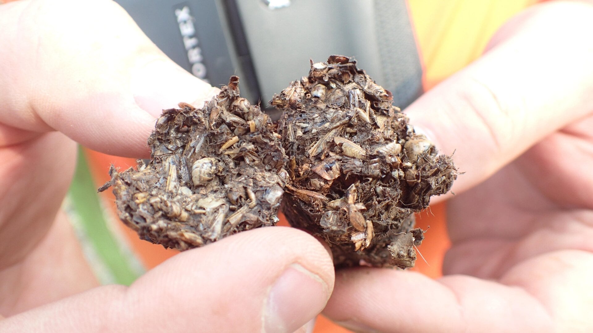 The grasshopper poop, in all its exoskeletal glory