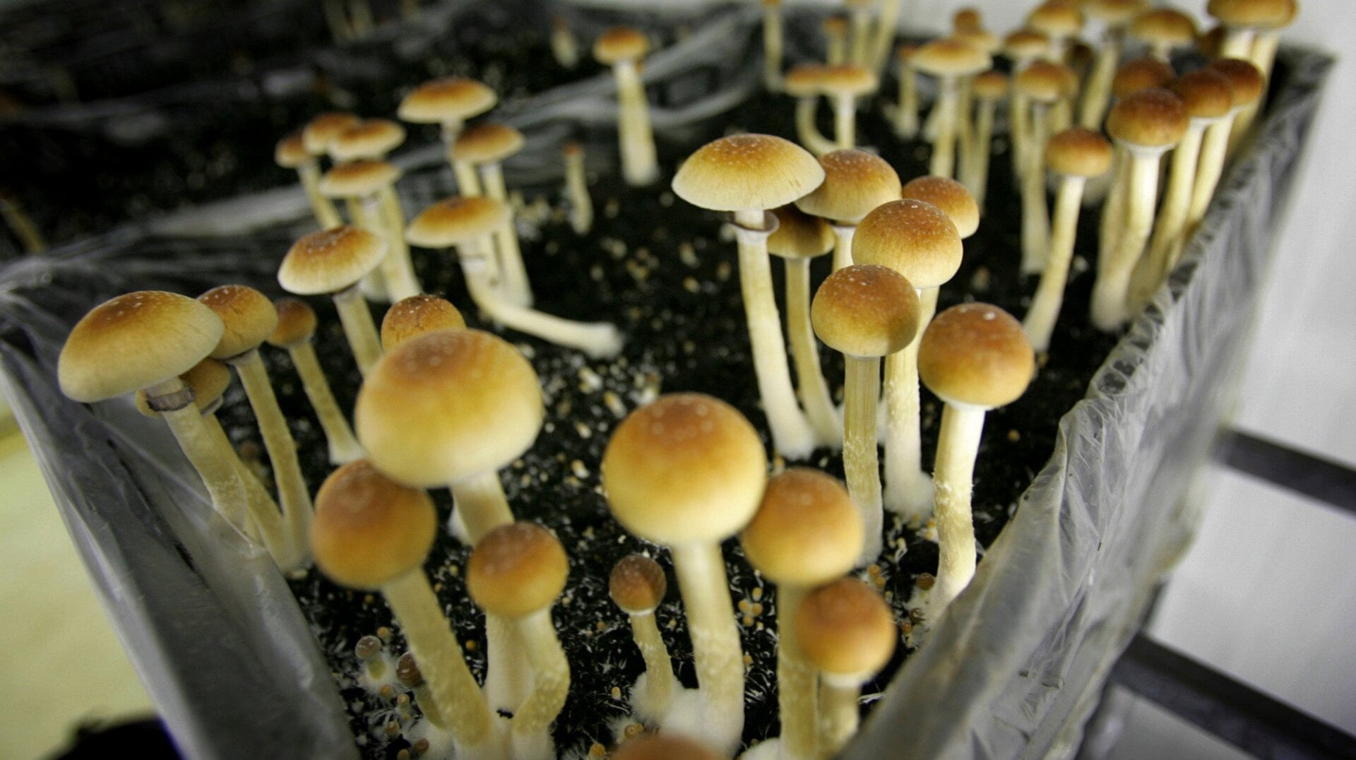 Magic mushrooms grown on a farm in central Netherlands.