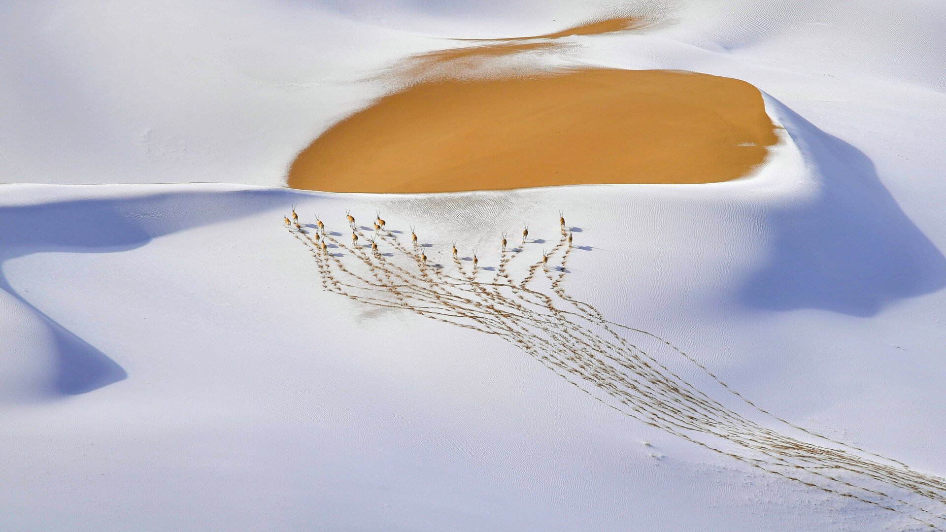 "Snow-plateau nomads" shows a small herd of male chiru trekking through a snow-covered Kumukuli Desert in China’s Altun Shan National Nature Reserve.
