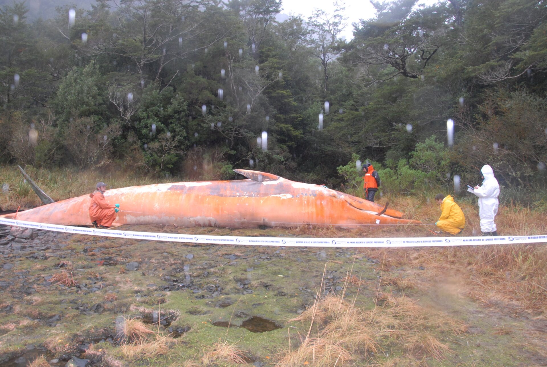 Photo: Mauricio Ulloa Encina/BAS