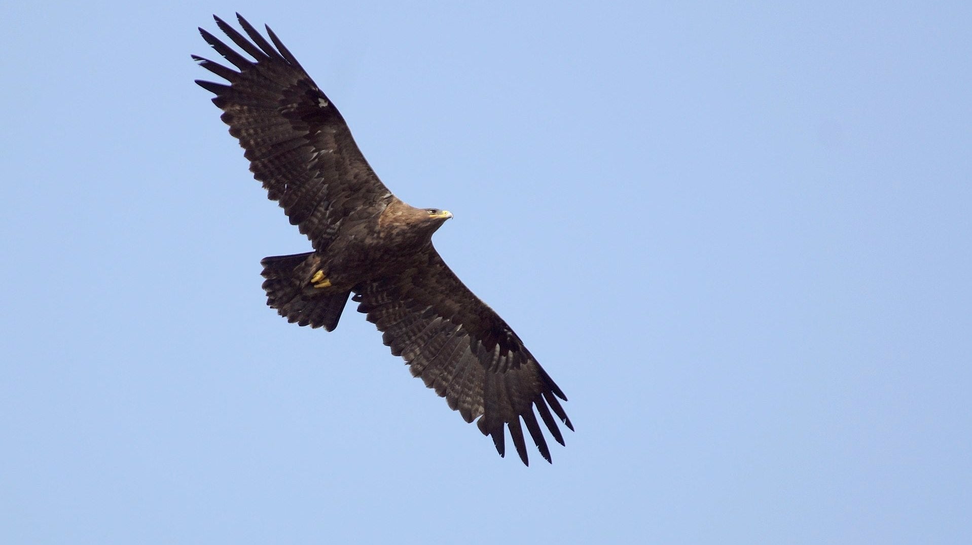 A Steppe Eagle over India.