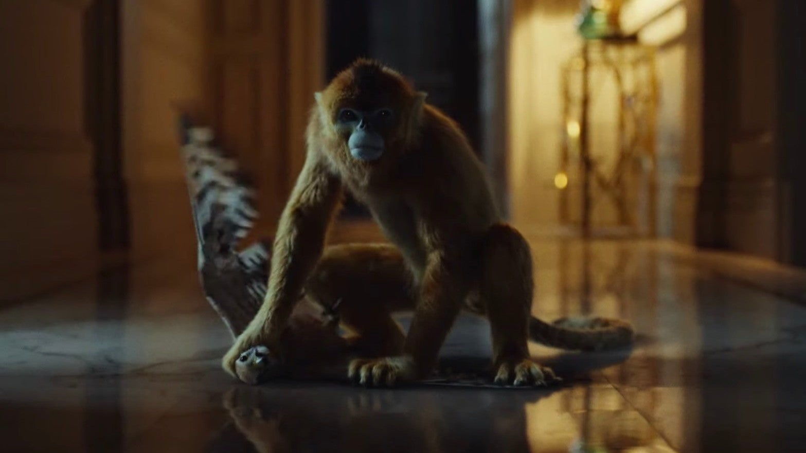 Don’t mess with a golden monkey.