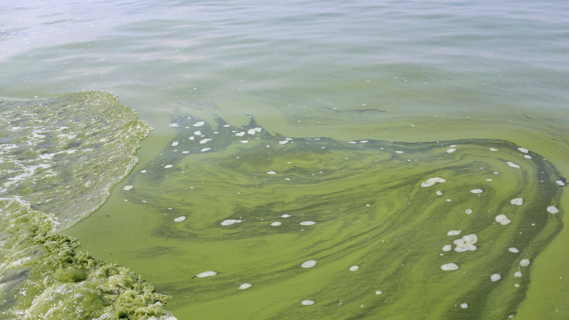 An algae bloom in Lake Erie off the shore of Ohio in 2014.