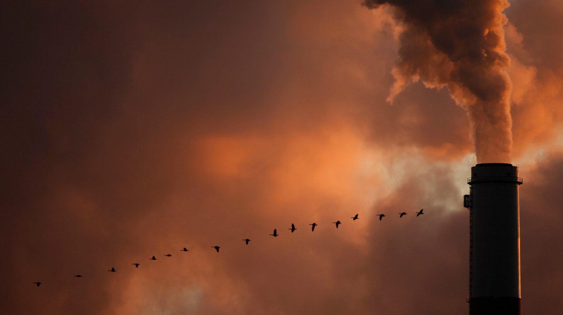 Geese flying near the Jeffery Energy Center coal plant in Kansas.