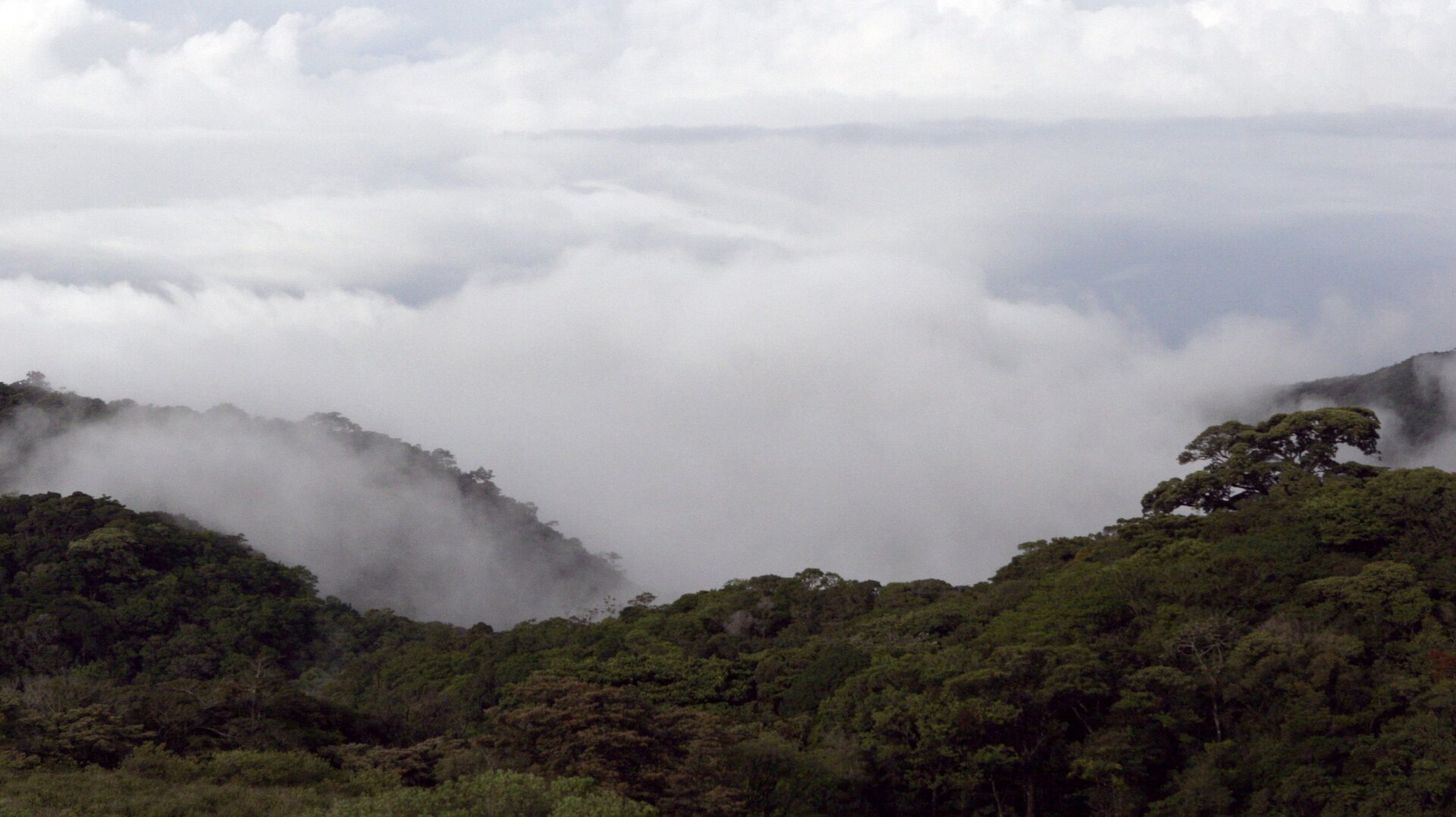 The cloud forest at Monteverde Cloud Forest Reserve, Costa Rica.