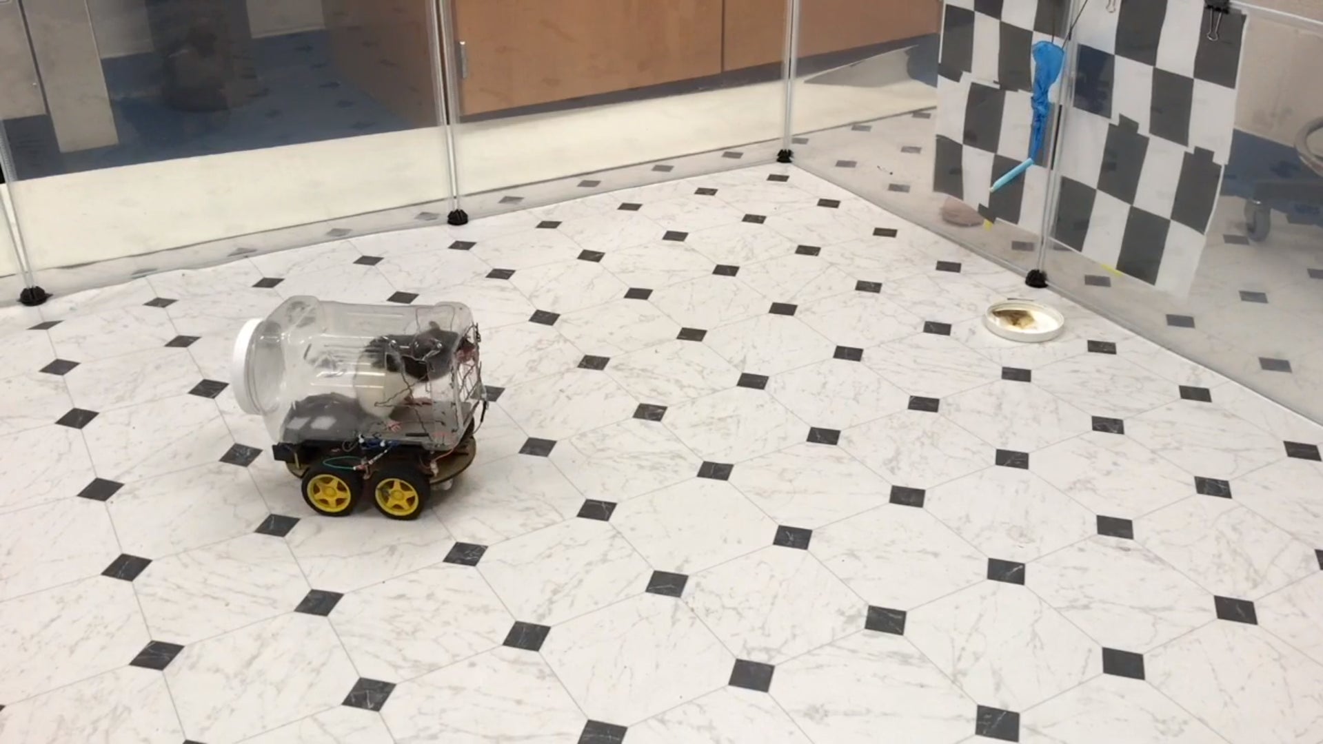 A screengrab from a video of a test subject rat piloting an electric vehicle.
