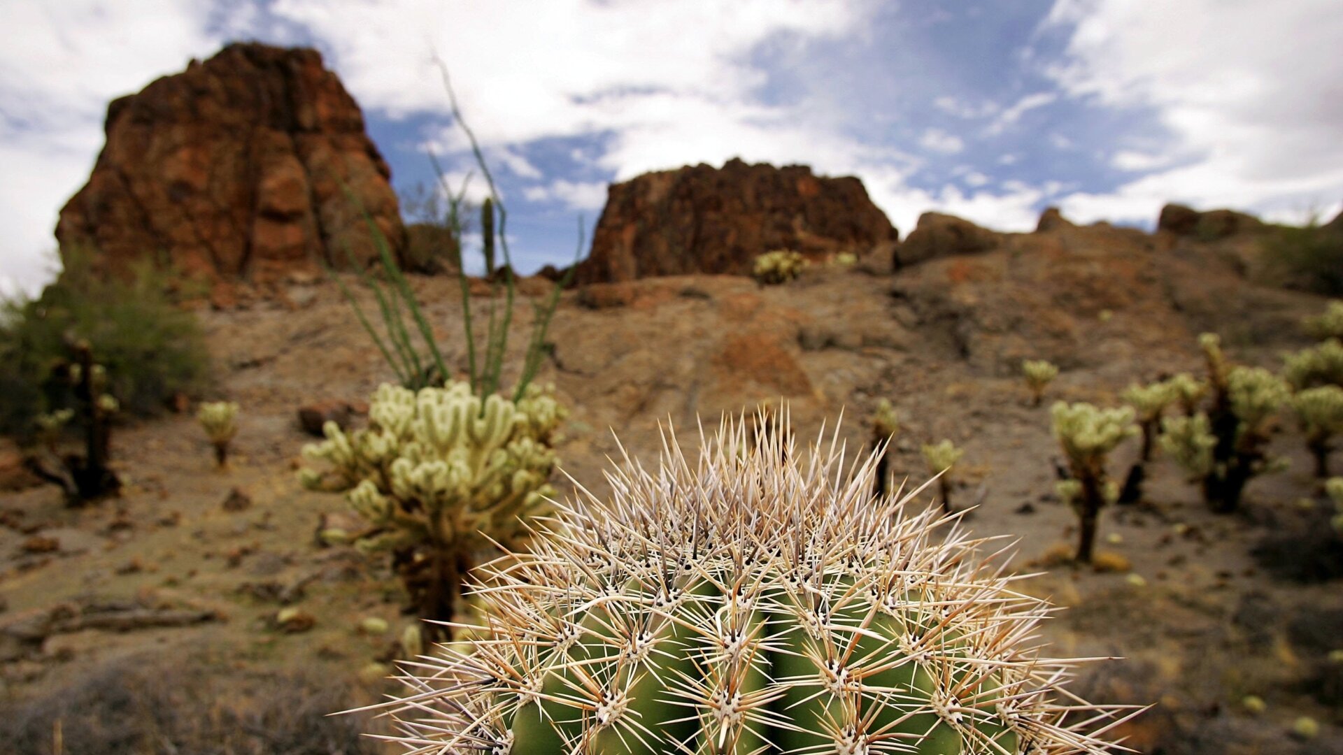The tip of a saguaro cactus against the backdrop of Organ Pipe Cactus National Monument.