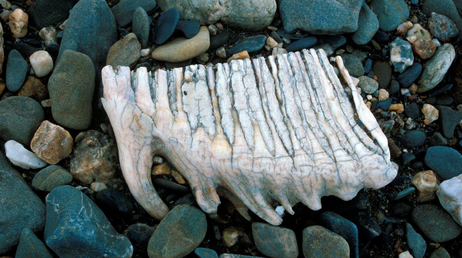A mammoth tooth found on Wrangel Island.
