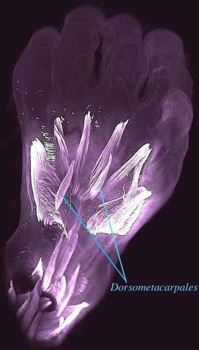 Image: Rui Diogo, Natalia Siomava and Yorick Gitton